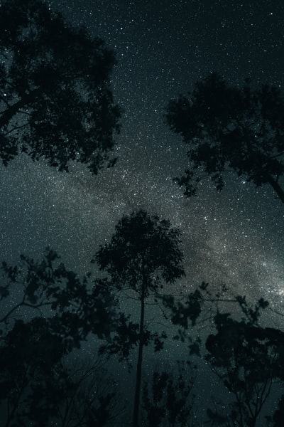 星夜下的树影